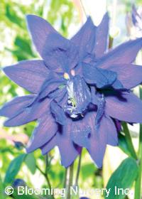 Aquilegia vulgaris 'Blue Barlow'